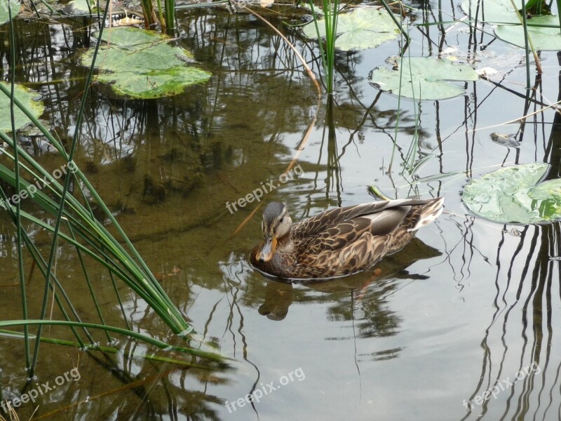 Duck Lake Bird Wild Ducks Reflection