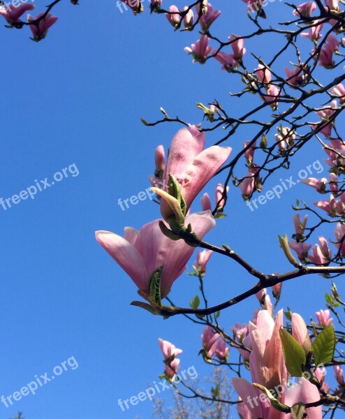 Magnolia Blue Skies Spring Free Photos