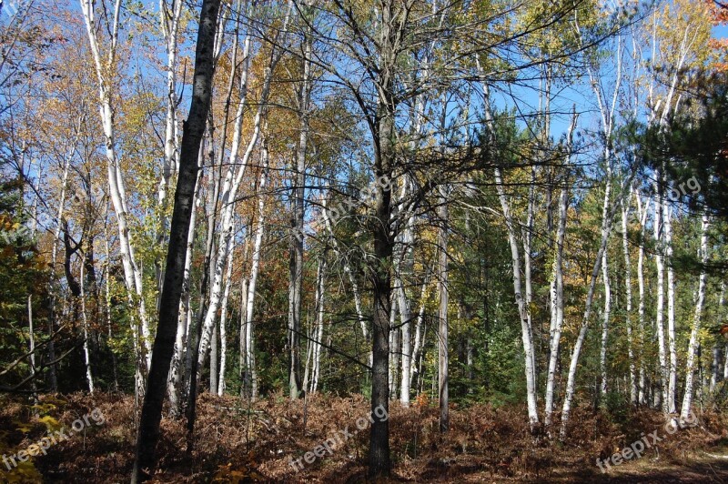 Birch Trees Autumn Birch Trees Nature