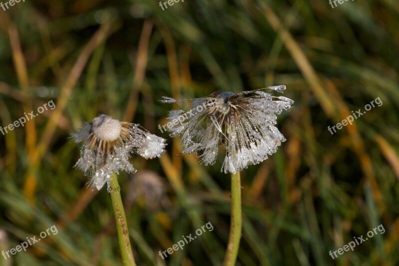 Dandelion Morgenstimmung Drop Of Water Dewdrop Lichtspiel