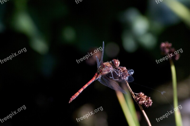 Dragonfly Dwarf Bulrush Nature Insect Lighting