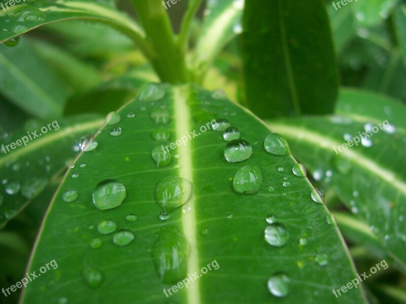 Raindrops Leaf Foliage Free Photos