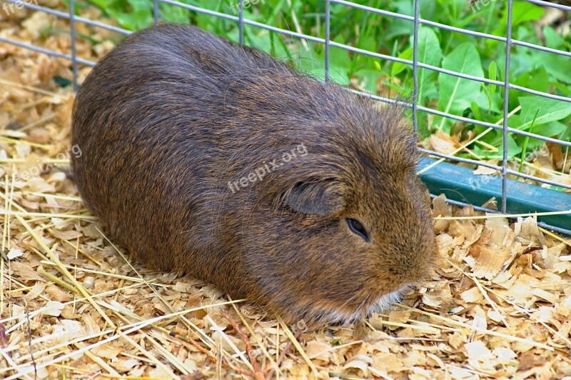 Guinea-pig Animal Guinea Pig Pet Rodent