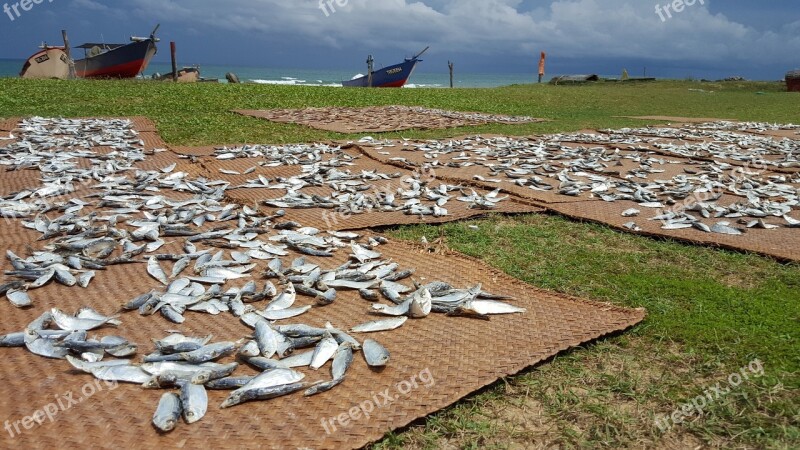 Beach Malaysia Fish Salted Dried