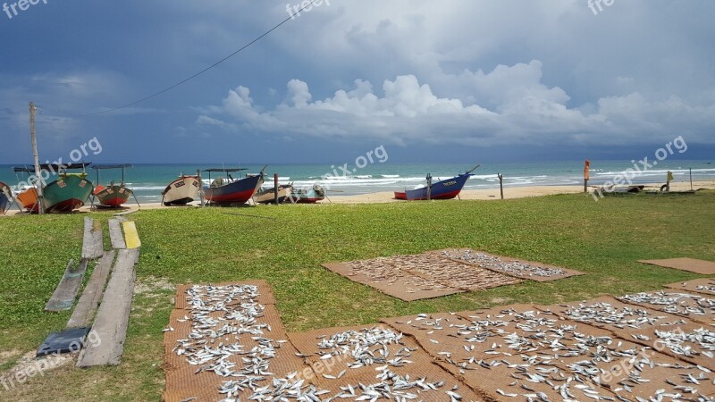 Beach Malaysia Fish Salted Dried