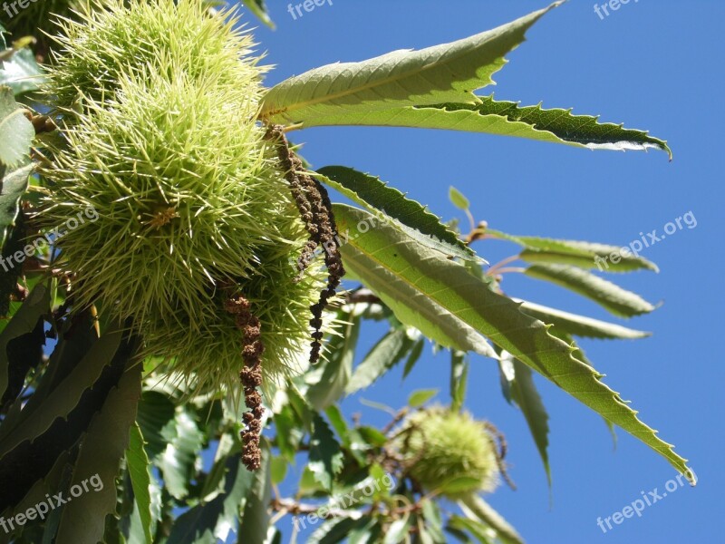 Chestnut Castanea Sativa Free Photos