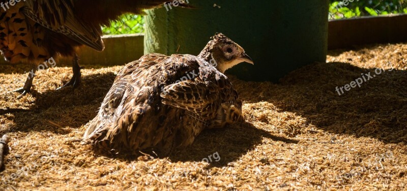 Pheasant Bird Animal Beautiful Puppy