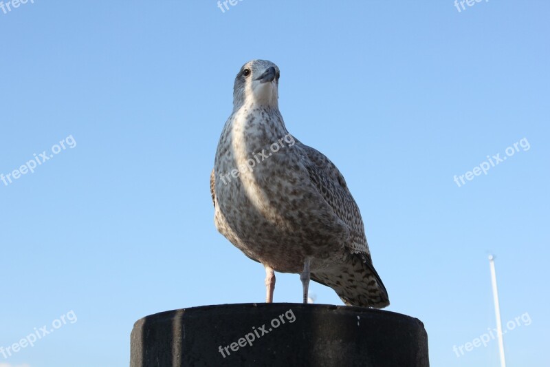 Seagull Bird Water Baltic Sea Water Bird