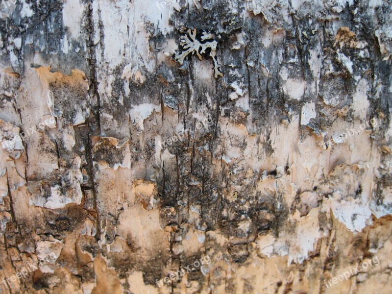 Birch Birch Bark Background Free Photos