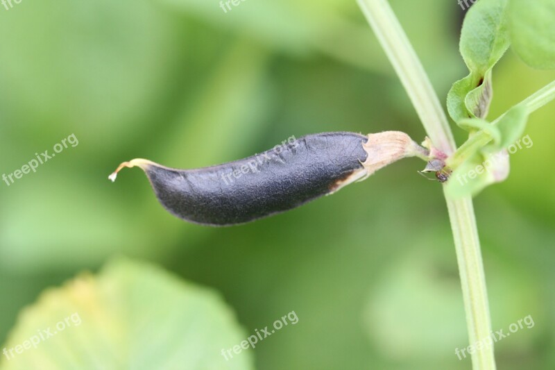 Pod Bean Beans Good Light Green Fruits