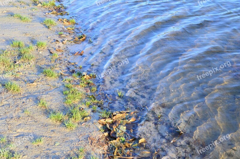 Water Beach Sand Wave Plant