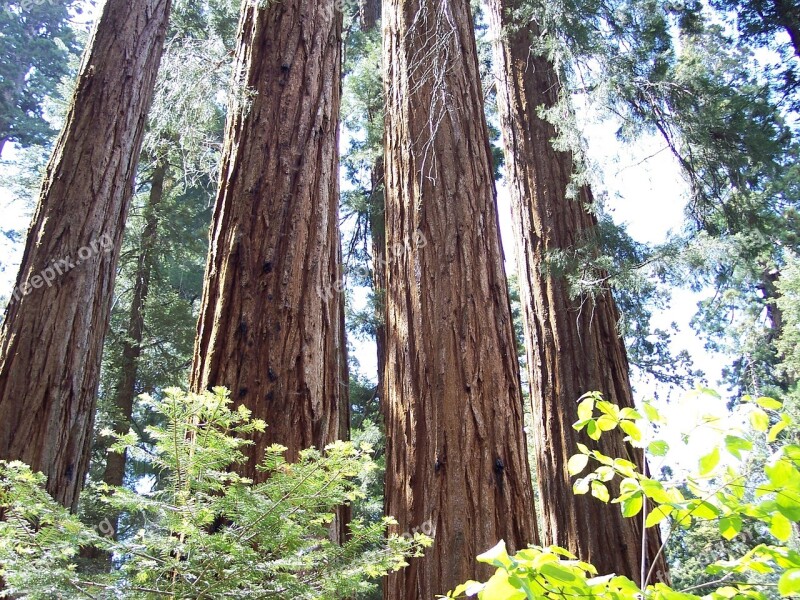 Sequoia Grants Grove Mammoth Trees Trees Redwoods