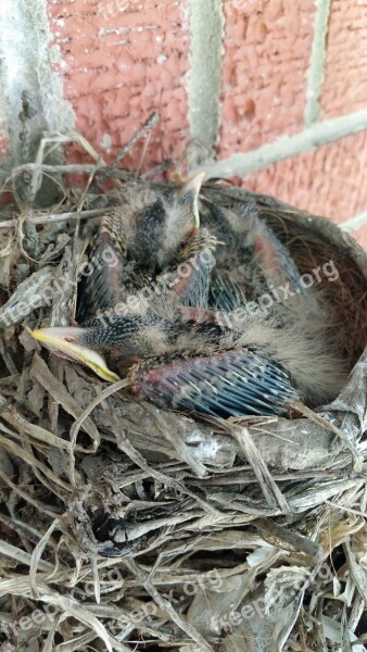 Baby Robin Robin Baby Bird Nest Nature