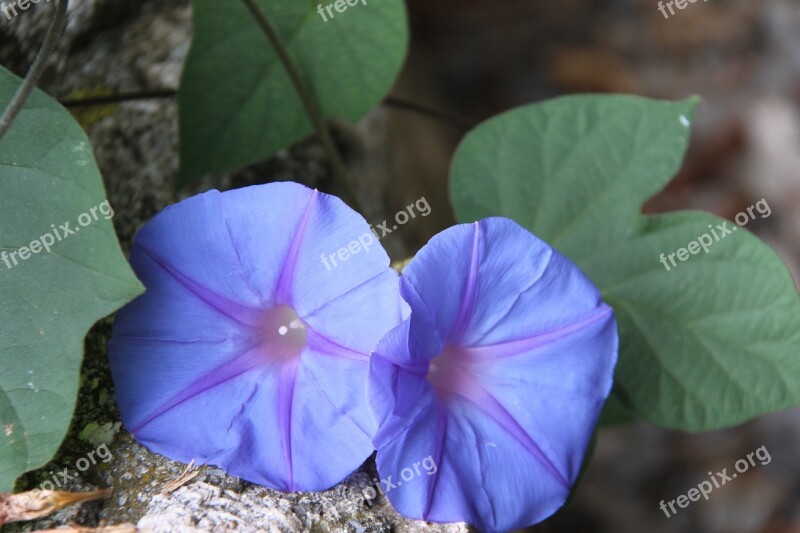 Purple Flower Purple Flower Nature Wild Flower