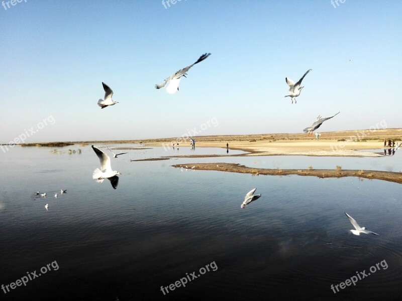 Yanhai Water Water Birds Desert Free Photos