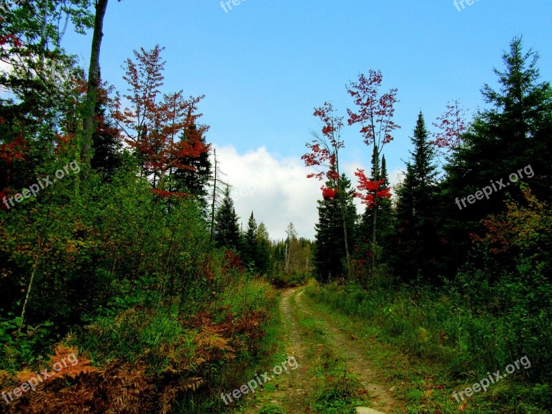 Autumn Fall Woodland Forest Pathway