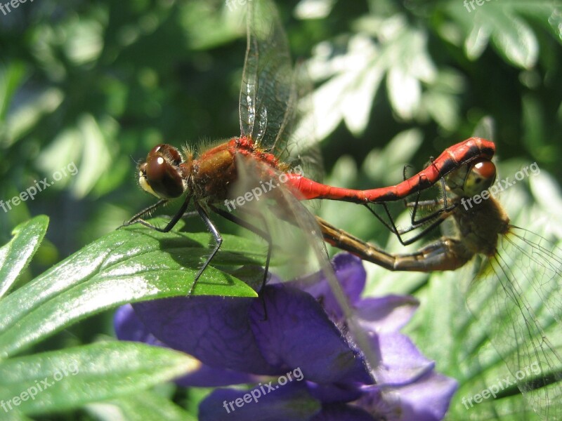 Dragonfly Insect Red Free Photos