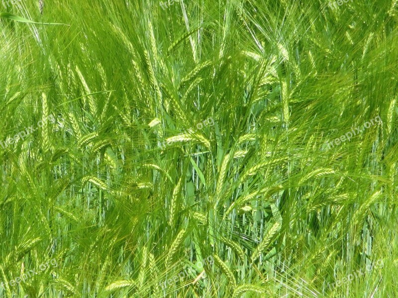 Wheat Cereals Spike Grain Rye