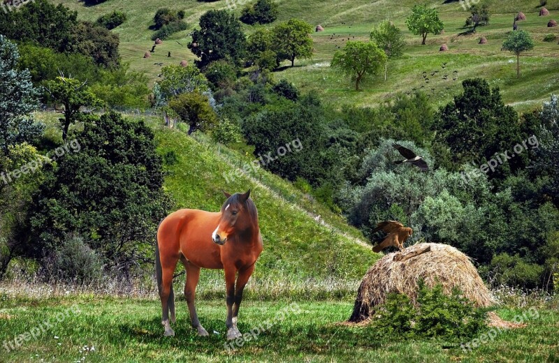 Horse Birds Doves Trees Vegetation