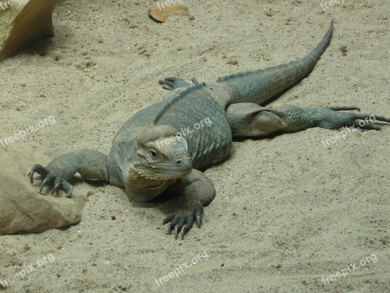 Zoo Iguana Reptile Scaly Lizard