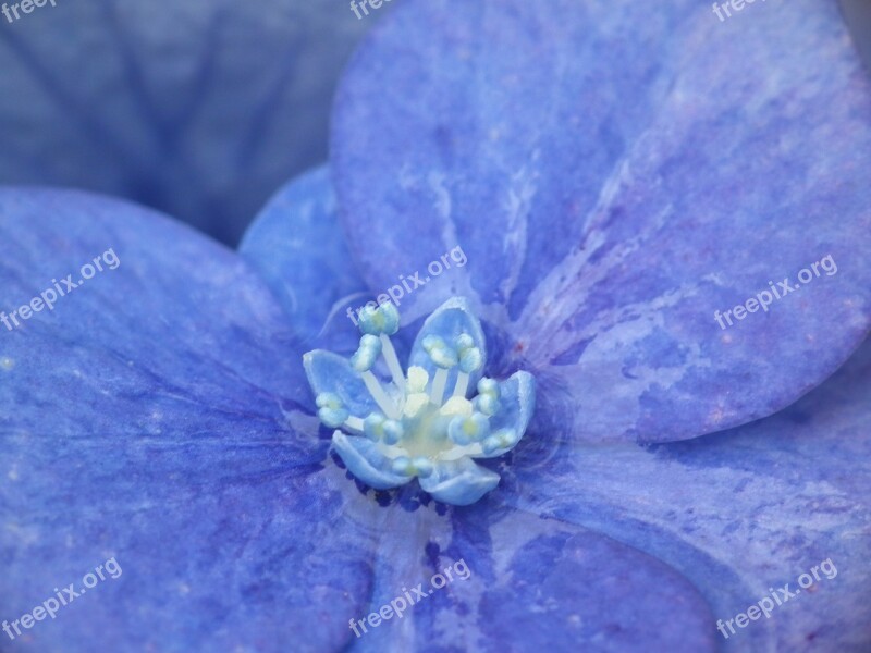 Hydrangea Blue Close Up Macro Blossom