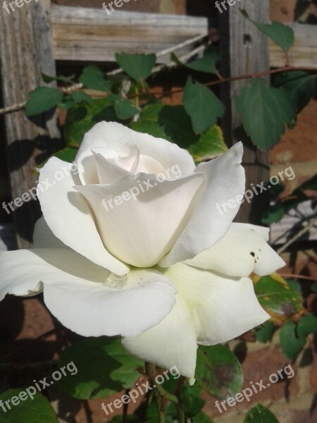 White Rose Garden White Rose Floral