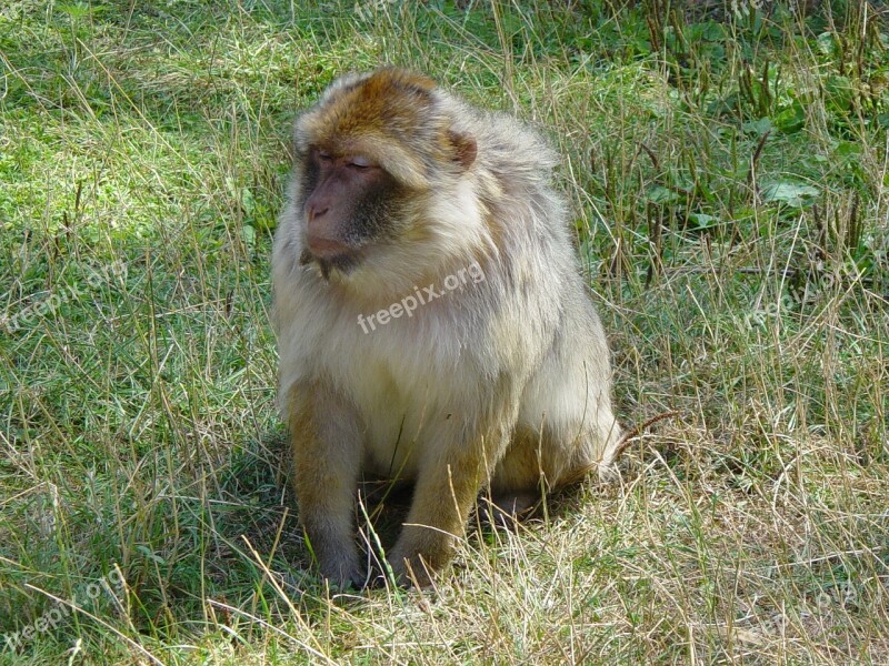 Monkey Baboon Zoo Free Photos