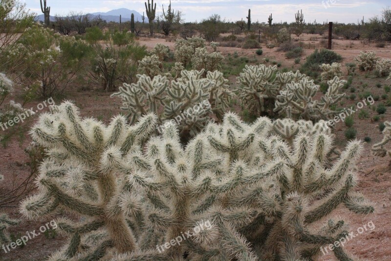 Florence Arizona Desert Gardens Rv Park Cactus Free Photos