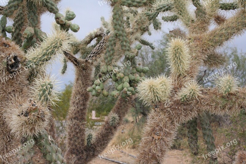 Florence Arizona Desert Gardens Rv Park Cactus Free Photos