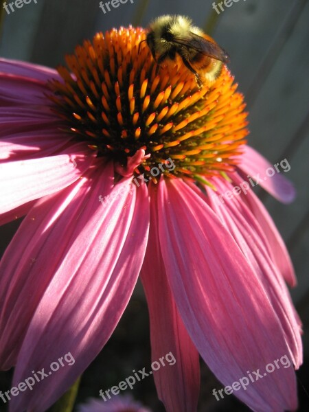 Coneflower Flower Purple Echinacea Bee