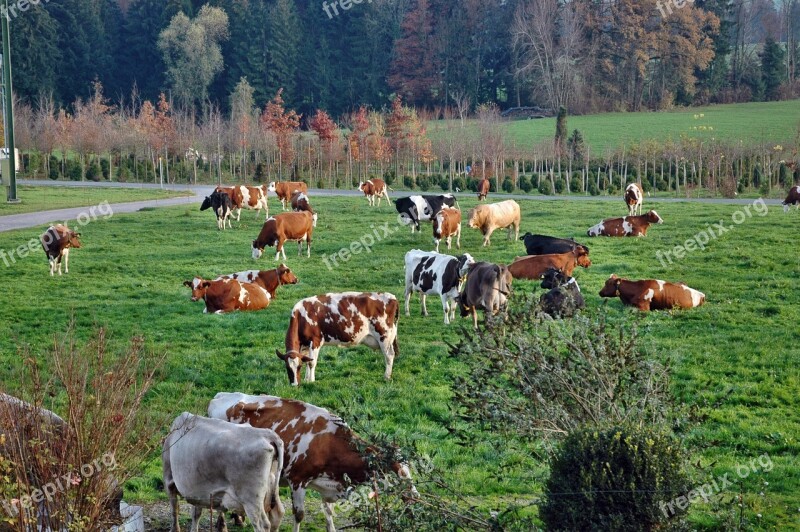 Cows Cow Herd Landscape Agriculture Graze