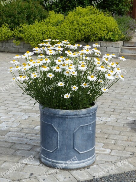 Pot Plant Flowers Colors Stone Setting