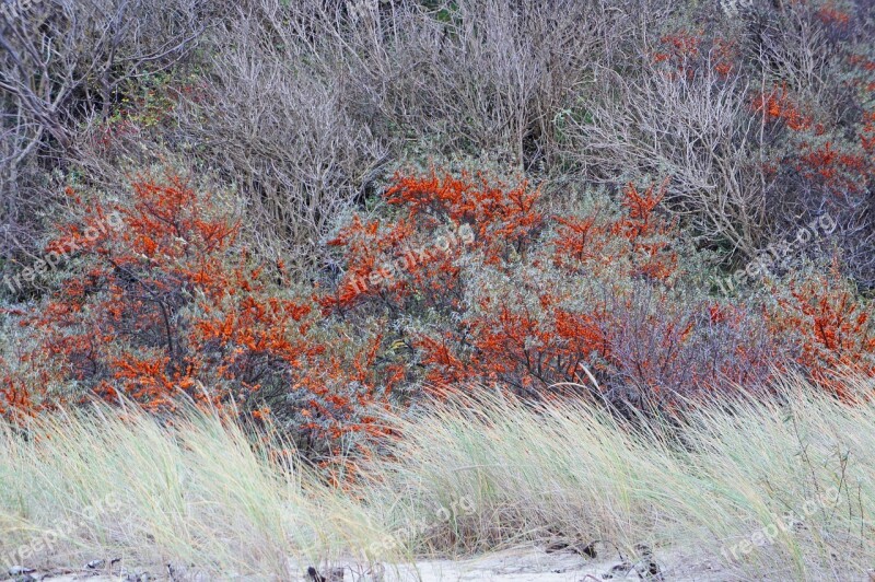 Sea Buckthorn Orange Berries Dunes Sorbus