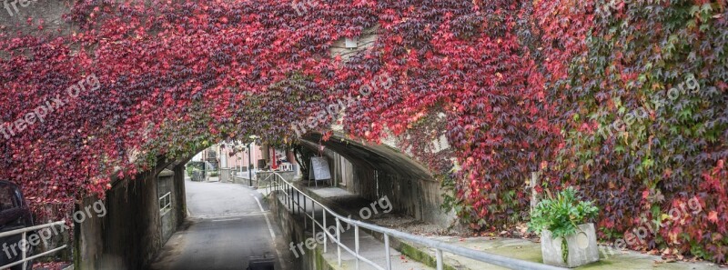 Bridge Flowers Underpass Vines Plants