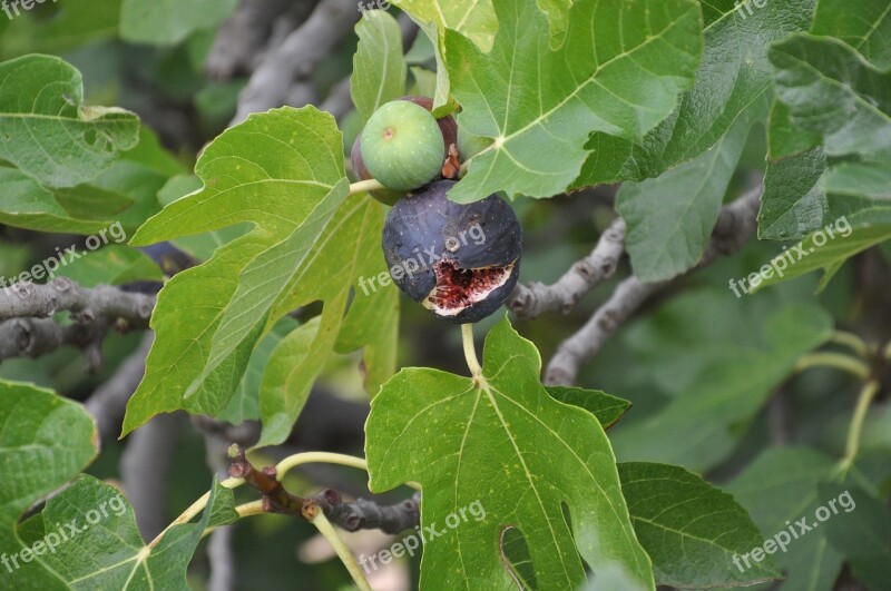 Fig Figs Basilicata Scanzano Free Photos