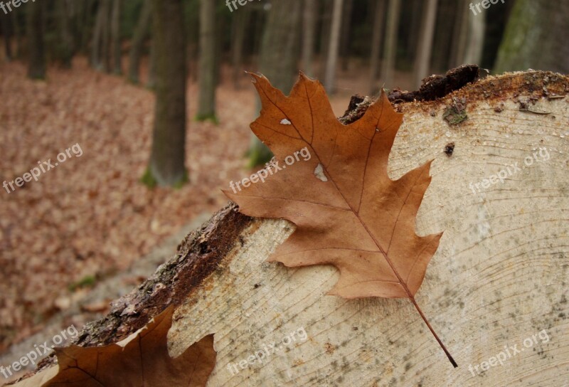 Forest Sheet Strain Tree Autumn