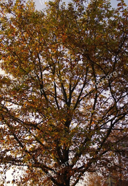 Autumn Tree Evening Nature Sunset