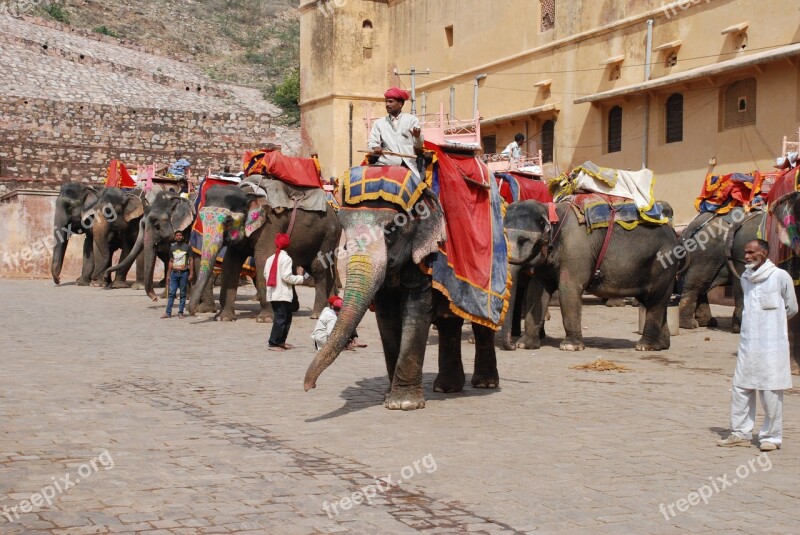 Jaipur Fort Elephants Rajasthan Pachyderm