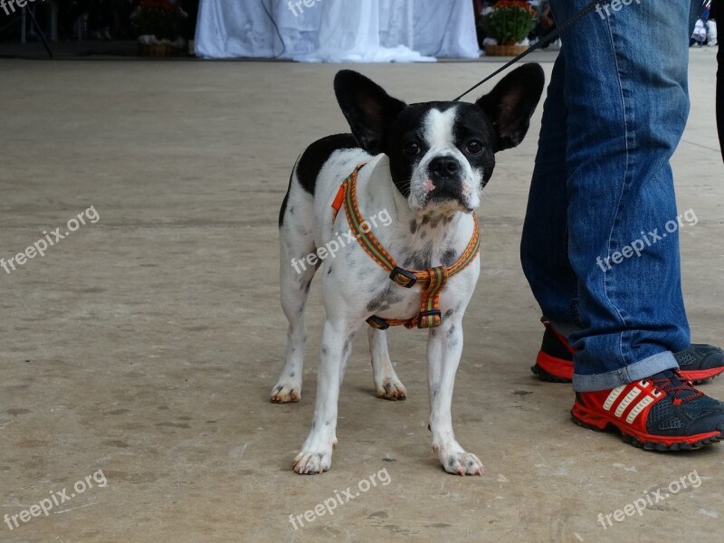 Dog Animal Domestic Animals French Bulldog Bulldog