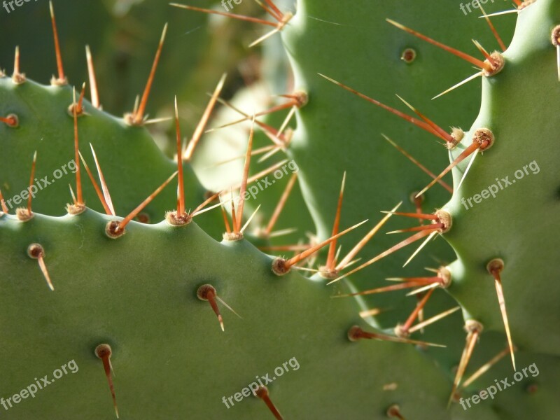 Cactus Shovels Thorns Skewers Chumberas