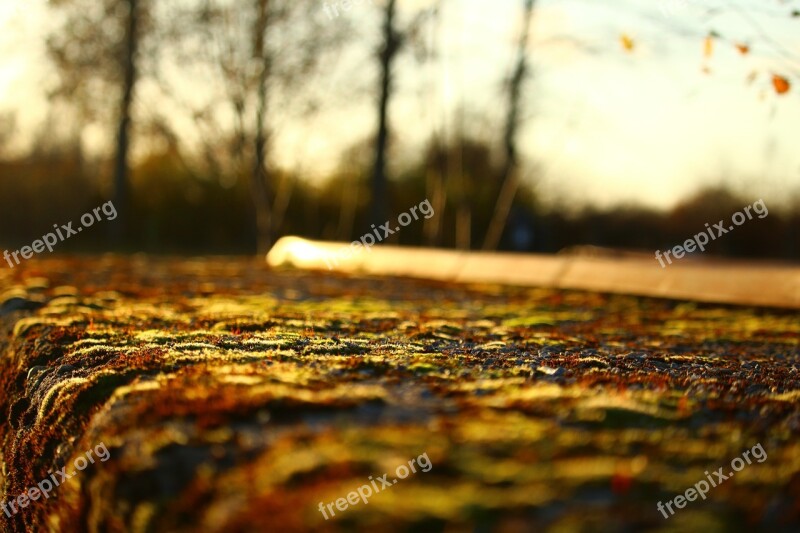 Autumn Stone Wall Moss Fall Foliage Evening Light