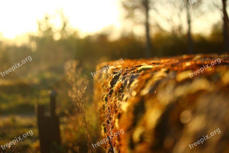 Autumn Stone Wall Moss Fall Foliage Evening Light