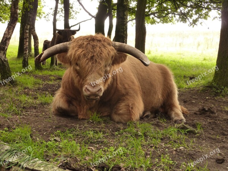 Cow Forest Highlander Animal Landscape