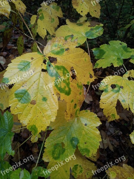 Autumn Leaves Nature Fall Foliage Fall Color