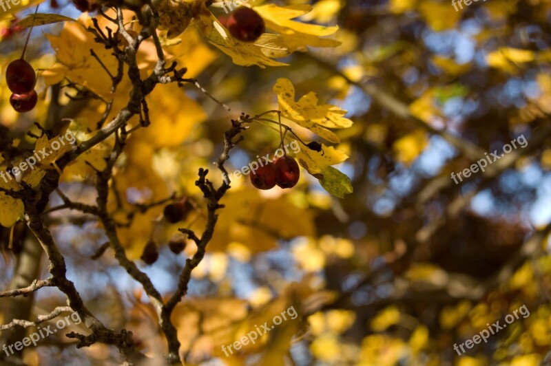 Berries Red Autumn Nature Forest