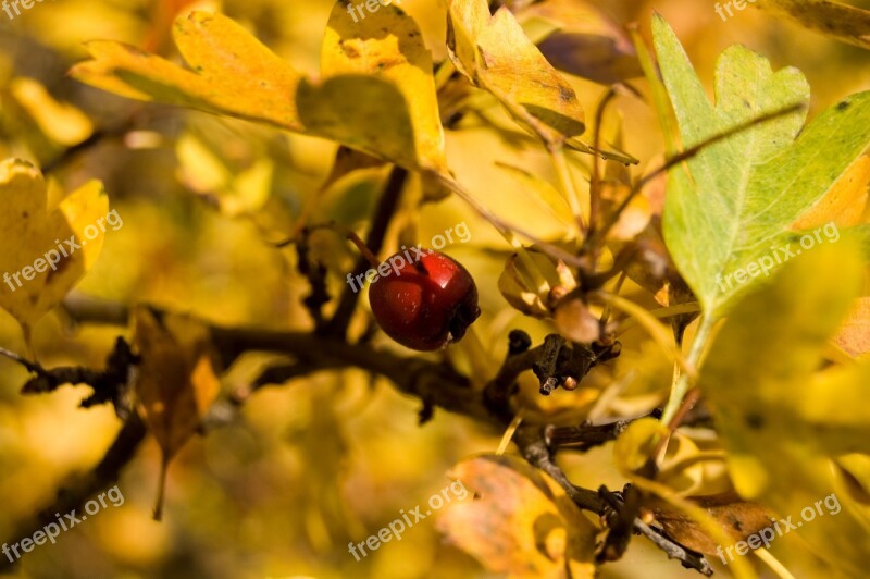 Berry Red Autumn Nature Berry Red