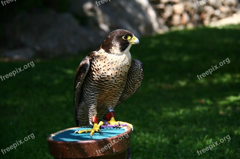 Falcon Falconry Peniscola Free Photos