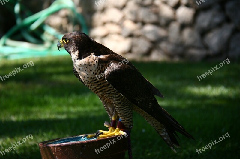 Falcon Falconry Peniscola Free Photos