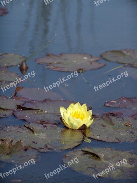 Water Lily Yellow Flower Nuphar Pond Lake Rose