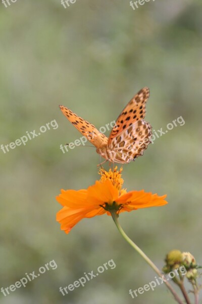 Butterfly Orange Tropics Butterfly Insect Edelfalter